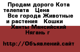  Продам дорого Кота-телепата › Цена ­ 4 500 000 - Все города Животные и растения » Кошки   . Ханты-Мансийский,Нягань г.